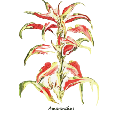 &quot;Amaranthus&quot; Contemporary Botanical Art Print - Free Shipping