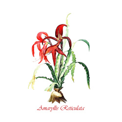 &quot;Amaryllis Reticulata&quot; Contemporary Botanical Art Print - Free Shipping