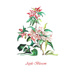 &quot;Apple Blossom&quot; Contemporary Botanical Art Print - Free Shipping