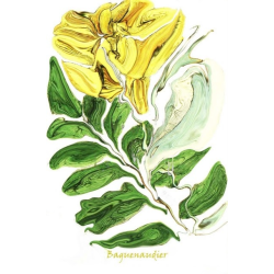 &quot;Baguenaudier&quot; Contemporary Botanical Art Print - Free Shipping