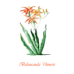 &quot;Belacanda Chinesis&quot; Contemporary Botanical Art Print - Free Shipping