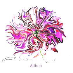 &quot;Allium&quot; Contemporary Botanical Art Print - Free Shipping