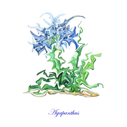 &quot;Agapanthus&quot; Contemporary Botanical Art Print - Free Shipping