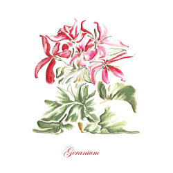 &quot;Geranium&quot; Contemporary Botanical Art Print - Free Shipping