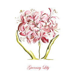 &quot;Guernsey Lily&quot;  Contemporary Botanical Art Print - Free Shipping