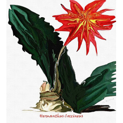 Hermanthus&quot; Contemporary Botanical Art Print - Free Shipping