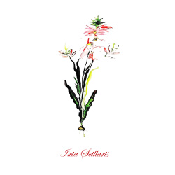 &quot;Ixia Scillaris&quot; Contemporary Botanical Art Print - Free Shipping