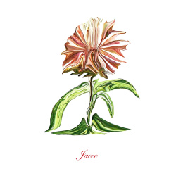 &quot;Jacee&quot; Contemporary Botanical Art Print - Free Shipping