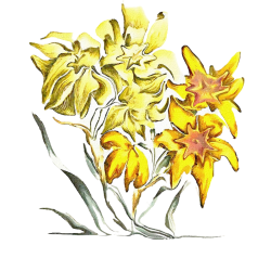 &quot;Jonquil&quot; Contemporary Botanical Art Print - Free Shipping