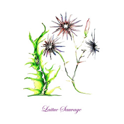 &quot;Laitue Sauvage&quot; Contemporary Botanical Art Print - Free Shipping