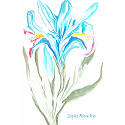 &quot;Light Blue Iris&quot; Contemporary Botanical Art Print - Free Shipping