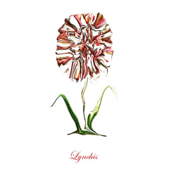 &quot;Lynchis Alpina&quot; Contemporary Botanical Art Print - Free Shipping