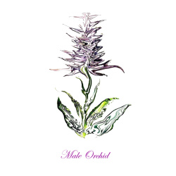 &quot;Male Orchid&quot; Contemporary Botanical Art Print - Free Shipping