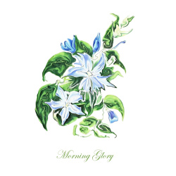 &quot;Morning Glory&quot; Contemporary Botanical Art Print - Free Shipping