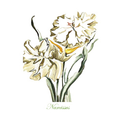 &quot;Narcissus&quot; Contemporary Botanical Art Print - Free Shipping