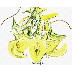 &quot;Ononis&quot; Contemporary Botanical Art Print - Free Shipping