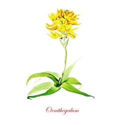 &quot;Ornithegalum&quot; Contemporary Botanical Art Print - Free Shipping