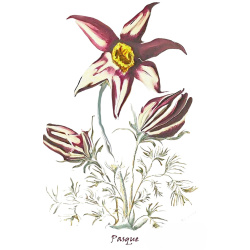 &quot;Pasque&quot; Contemporary Botanical Art Print - Free Shipping