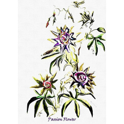 &quot;Passion Flower&quot; Contemporary Botanical Art Print - Free Shipping