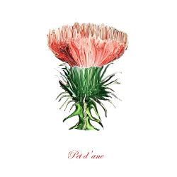 &quot;Pet d' Ane&quot; Contemporary Botanical Art Print - Free Shipping