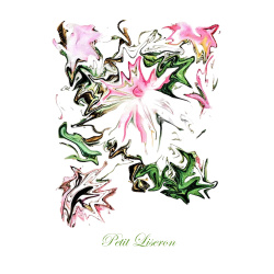 &quot;Petit Liseron&quot; Contemporary Botanical Art Print - Free Shipping