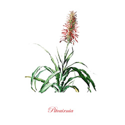 &quot;Pitcairnia&quot; Contemporary Botanical Art Print - Free Shipping