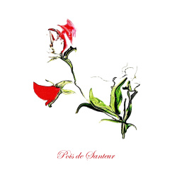 &quot;Pois de Santeur&quot; Contemporary Botanical Art Print - Free Shipping