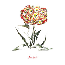 &quot;Red Auricula&quot; Contemporary Botanical Art Print - Free Shipping