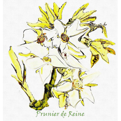 &quot;Prunier de Reine&quot; Contemporary Botanical Art Print - Free Shipping