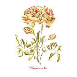 &quot;Ranunculus&quot; Contemporary Botanical Art Print - Free Shipping