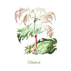 &quot;Rhubarb&quot; Contemporary Botanical Art Print - Free Shipping