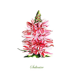 &quot;Salicaire&quot; Contemporary Botanical Art Print - Free Shipping