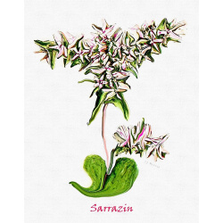 &quot;Sarazin&quot; Contemporary Botanical Art Print - Free Shipping