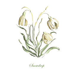 &quot;Snowdrop&quot; Contemporary Botanical Art Print - Free Shipping