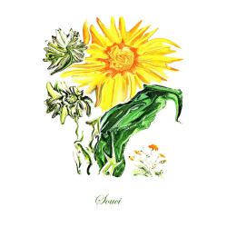 &quot;Souci&quot; Contemporary Botanical Art Print - Free Shipping