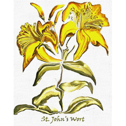 &quot;St Johns Wort&quot; Contemporary Botanical Art Print - Free Shipping