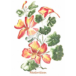 &quot;Nasturtium&quot; Contemporary Botanical Art Print - Free Shipping