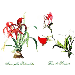 &quot;Amaryllis &amp; Pois de Santeur&quot; Duo Print (One Print with 2 Designs in Landscape Format) - Free Shipping