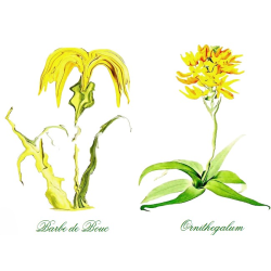 &quot;Barbe de Bouc &amp; Ornithegalum&quot; Duo Print (One Print with 2 Designs in Landscape Format) - Free Shipping