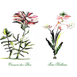 &quot;Cresson &amp; Ixia Scillaris&quot; Duo Print (One Print with 2 Designs in Landscape Format) - Free Shipping