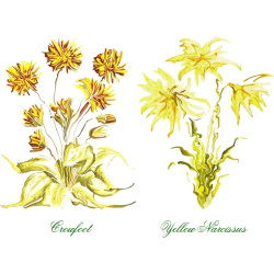 &quot;Crowfoot &amp; Yellow Narcissus&quot; Duo Print (One Print with 2 Designs in Landscape Format) - Free Shipping