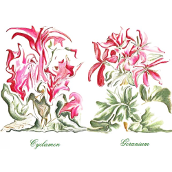 &quot;Cyclamen &amp; Geranium&quot; Duo Print (One Print with 2 Designs in Landscape Format) - Free Shipping