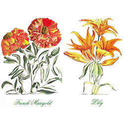 &quot;French Marigold &amp; Lily&quot; Duo Print (One Print with 2 Designs in Landscape Format) - Free Shipping