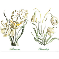 &quot;Narcissus &amp; Snowdrop&quot; Duo Print (One Print with 2 Designs in Landscape Format) - Free Shipping