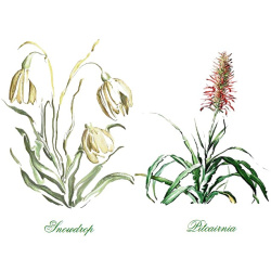 &quot;Snowdrop &amp; Pitcairnia&quot; Duo Print (One Print with 2 Designs in Landscape Format) - Free Shipping