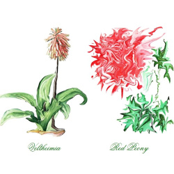 &quot;Veltheimia &amp; Peony&quot; Duo Print (One Print with 2 Designs in Landscape Format) - Free Shipping