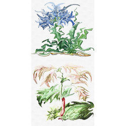 &quot;Agapanthus &amp; Rhubarb&quot; Duo Print (One Print with 2 Designs in Portrait Format) - Free Shipping