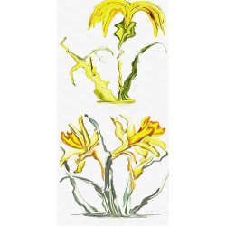 &quot;Barbe de Bouc &amp; Daffodil&quot; Duo Print (One Print with 2 Designs in Portrait Format) - Free Shipping