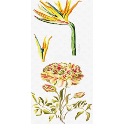 &quot;Bird of Paradise &amp; Ranunculus&quot; Duo Print (One Print with 2 Designs in Portrait Format) - Free Shipping ( Copy )