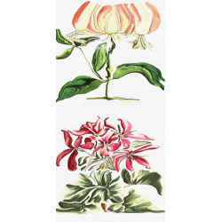 &quot;Chevre &amp; Geranium&quot; Duo Print (One Print with 2 Designs in Portrait Format) - Free Shipping